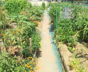 今なら堆肥を使い放題！　～『堺土塔町北第一農園』での秋冬野菜の栽培をはじめてみませんか？～　